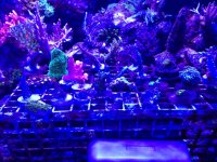 ImageUploadedByReefs1377389771.835619.jpg