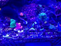 ImageUploadedByReefs1377389795.884701.jpg