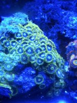 cool zoas.JPG