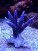 ImageUploadedByReefs1377442466.632791.jpg