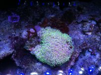 ImageUploadedByReefs1373492583.238457.jpg