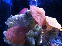 ImageUploadedByReefs1373492742.969228.jpg