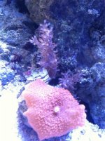 ImageUploadedByReefs1373492790.107130.jpg