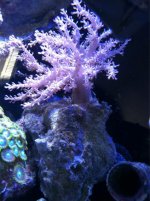 ImageUploadedByReefs1373492849.414648.jpg