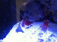 ImageUploadedByReefs1373492890.328905.jpg