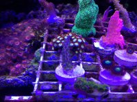 ImageUploadedByReefs1377458184.629147.jpg