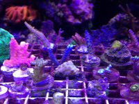 ImageUploadedByReefs1377458208.428874.jpg