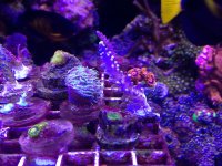 ImageUploadedByReefs1377458223.978785.jpg
