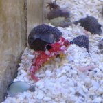 ruby red scooter blenny.jpg