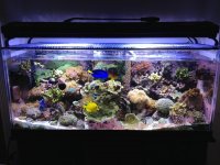 ImageUploadedByReefs1373560987.866251.jpg