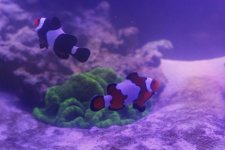 Clownfish duo low quality.jpg