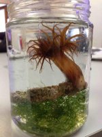 ImageUploadedByReefs2014-02-03 14-50-11 EST.jpg