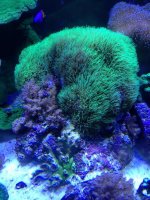 ImageUploadedByReefs1373583064.268634.jpg