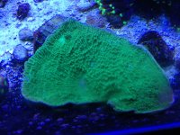 ImageUploadedByReefs1373583738.566254.jpg