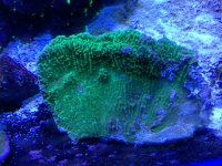ImageUploadedByReefs1373583745.966313.jpg