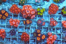 zoas 4 sale (2).jpg