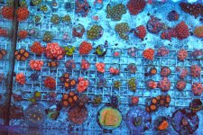 zoa garden left side.jpg