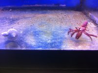 ImageUploadedByReefs1373602756.969484.jpg