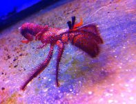 ImageUploadedByReefs1373602786.764012.jpg