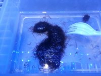 1 oz Black Worm 6 dollar 20130824_205909.jpg