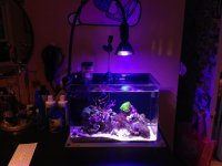 ImageUploadedByReefs1377618086.815426.jpg