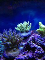 ImageUploadedByReefs1377631319.094612.jpg