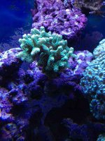 ImageUploadedByReefs1377631341.524041.jpg