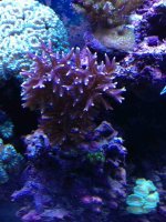 ImageUploadedByReefs1377631358.914550.jpg