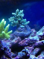 ImageUploadedByReefs1377631406.358777.jpg