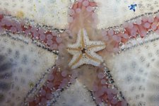 starfish_on_starfish2.jpg