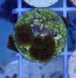 ImageUploadedByReefs1373657956.165807.jpg