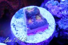 IMG_5934.JPG