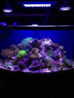 ImageUploadedByReefs1377724963.705753.jpg