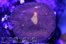 IMG_6224.JPG