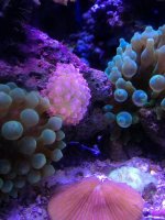 ImageUploadedByReefs1377725041.573553.jpg