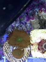 ImageUploadedByReefs1373658176.915543.jpg