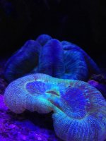 ImageUploadedByReefs1377725057.407330.jpg
