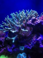 ImageUploadedByReefs1377725072.612165.jpg