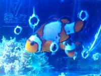CLOWN FISH.jpg CLOWN FISH.jpg