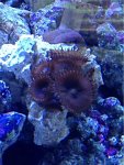 ImageUploadedByReefs1373658318.365520.jpg