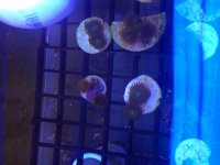 ImageUploadedByReefs2014-03-15 14:01:52 EDT.jpg