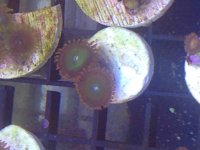 ImageUploadedByReefs2014-03-15 14:02:53 EDT.jpg