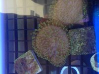 ImageUploadedByReefs2014-03-15 14:02:59 EDT.jpg