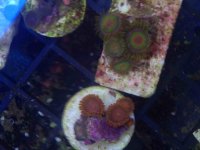 ImageUploadedByReefs2014-03-15 14:03:05 EDT.jpg