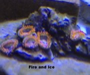 IMG_0969_zps703f2a90.jpg