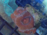ImageUploadedByReefs2014-03-15 14:03:12 EDT.jpg