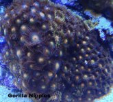 IMG_0966_zpse648c1d4.jpg