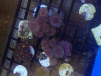 ImageUploadedByReefs2014-03-15 14:03:19 EDT.jpg