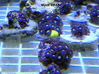 609d83bf-dfc0-4a47-bdae-1a37b98751ec_zps13b0bf65.jpg