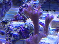 IMG_0778_zps80cb830a.jpg